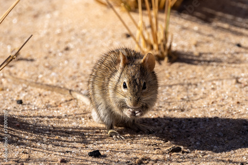 Four-striped grass mouse (Streepmuis) (Rhabdomys pumilio) at Lijersdraai picnic site in the Kgalagadi Transfrontier Park in the Kalahari photo