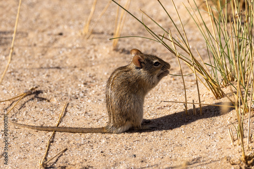 Four-striped grass mouse (Streepmuis) (Rhabdomys pumilio) at Lijersdraai picnic site in the Kgalagadi Transfrontier Park in the Kalahari