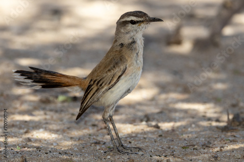 Kalahari scrub robin (Kalahari wipstert) (Cercotricha paena) at Auchterlonie, Nossob, Auob, in the Kgalagadi Transfrontier Park, Kalahari