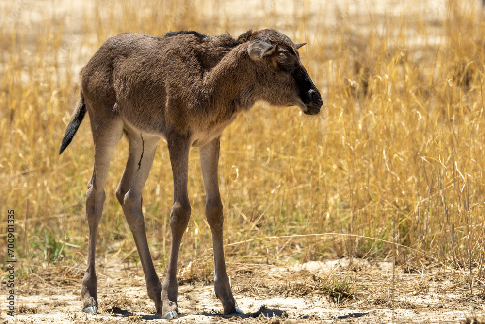 Fototapeta premium A very young Blue wildebeest calf (Blouwildebees) (Connochaetes taurinus) approaching the water hole at Cubitje Quap in the Kgalagadi Transfrontier Park, Kalahari
