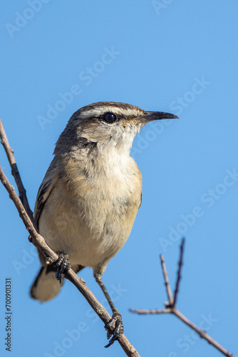 Familiar chat (Cercomela familiaris) (Gewone spekvreter) in the Kgalagadi Transfrontier Park