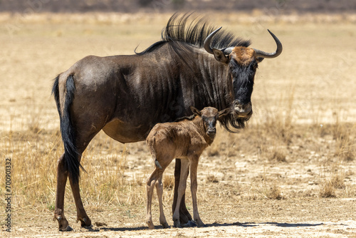 A very young Blue wildebeest calf (Blouwildebees) (Connochaetes taurinus) approaching the water hole at Cubitje Quap in the Kgalagadi Transfrontier Park, Kalahari