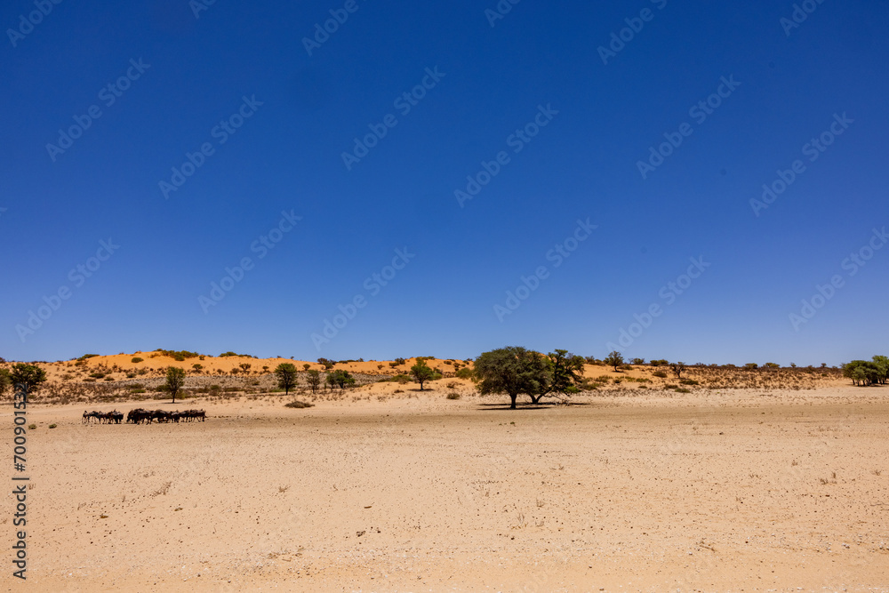 Arid Kalahari Landscape with dunes and clouds, near Gharagab in the Kgalagadi Transfrontier Park