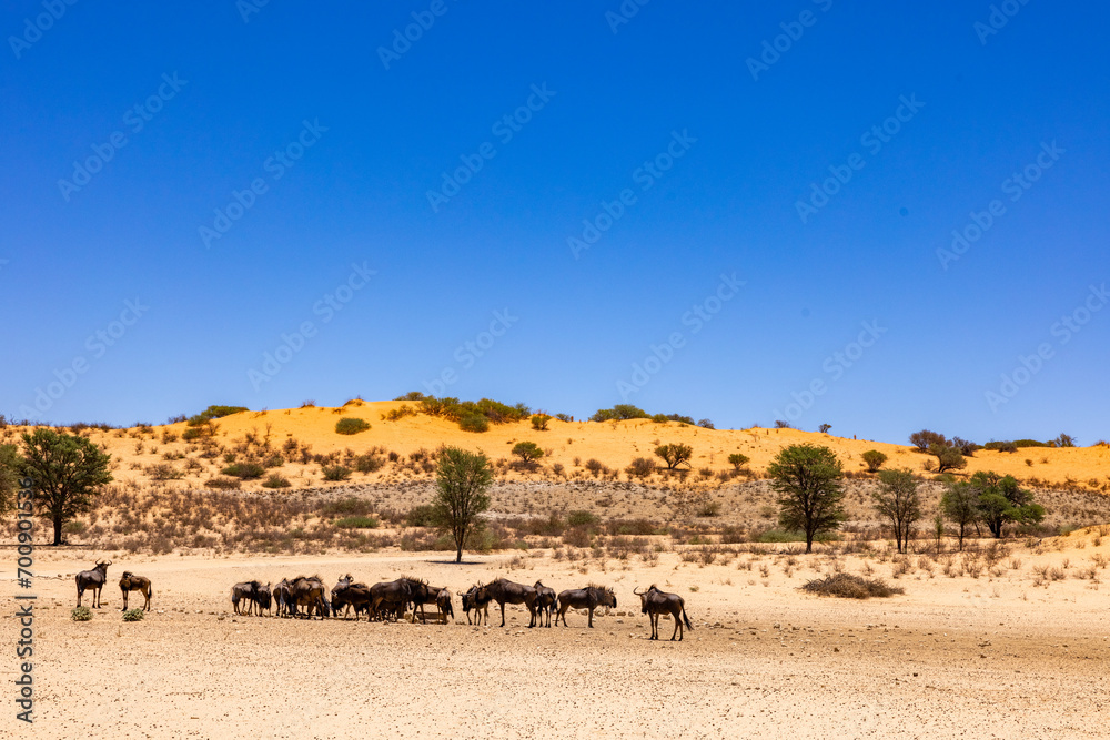 Arid Kalahari Landscape with dunes and clouds, near Gharagab in the Kgalagadi Transfrontier Park