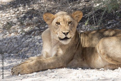 Lioness under a tree in the Kgalagadi Transfrontier park near Kij Kij and Rooiputs, Kalahari 