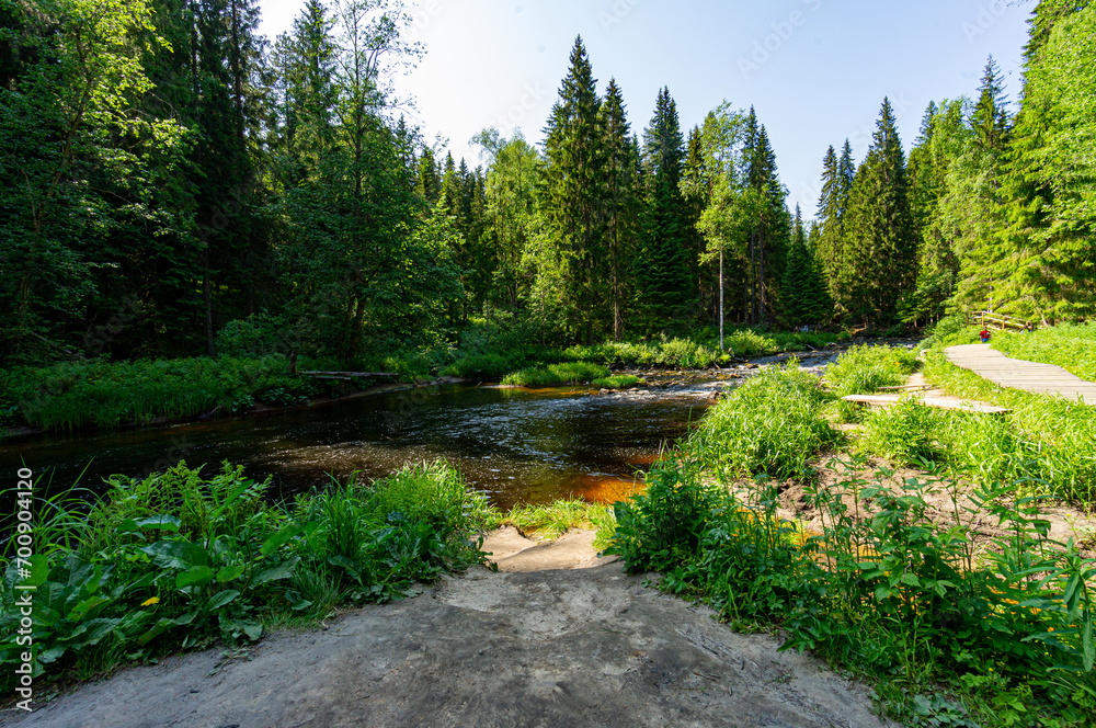 Fototapeta premium A variety of summer forest landscapes with rivers.
