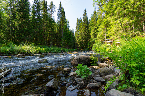 A variety of summer forest landscapes with rivers. photo