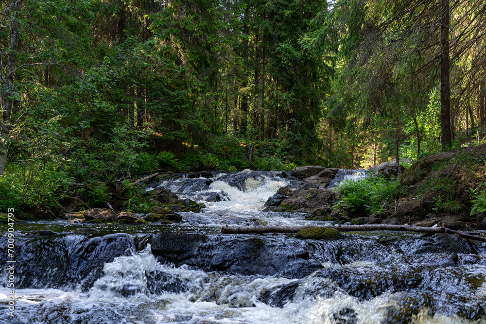 A variety of summer forest landscapes with rivers. A variety of summer forest landscapes with rivers.