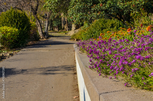 Fototapeta Naklejka Na Ścianę i Meble -  flowers along walkway in National Botanical Garden near Narikala fortress (Tbilisi, Georgia)