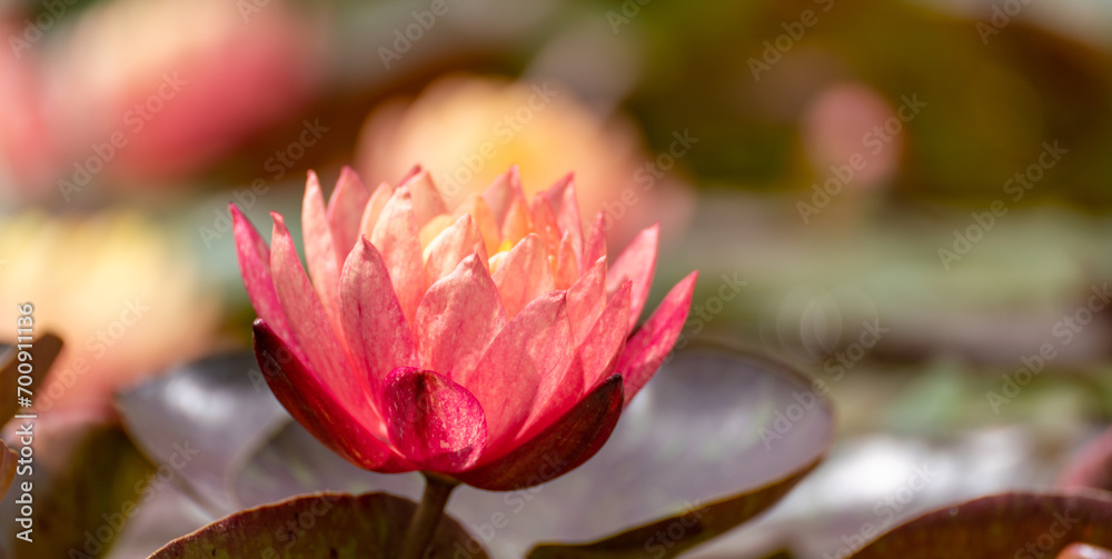 Pink lotus water lily flower in pond, waterlily with green leaves blooming Pink lotus water lily flower in pond, waterlily with green leaves blooming