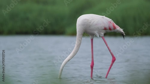 Flamingo feeding under water. Greater flamingo feeding in salty water. photo