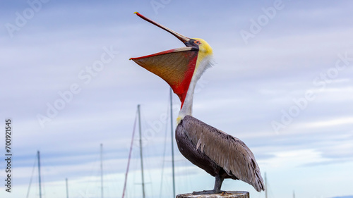 A Brown Pelican posing on a pier