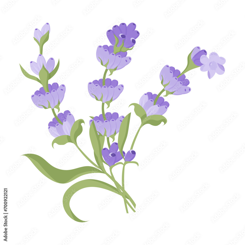 Bouquet of lavender flowers. Campasia made of purple and lilac twigs for your design. Vector illustration isolated on white background.