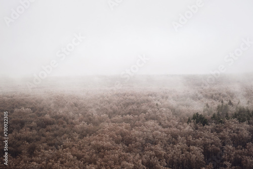 Snow storm over a forest with trees without foliage