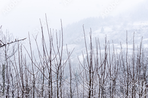 Trees and snow in foggy morning