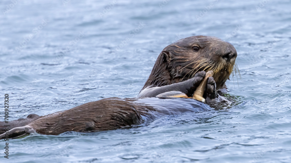 Obraz premium A California Sea Otter eating on the water