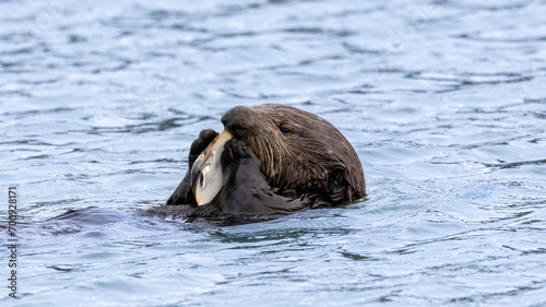 A California Sea Otter eating on the water