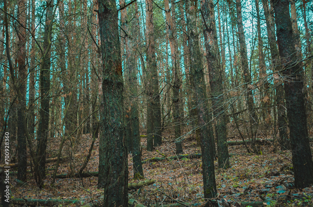 Obraz premium moss in the autumn forest