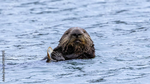 A California Sea Otter eating on the water