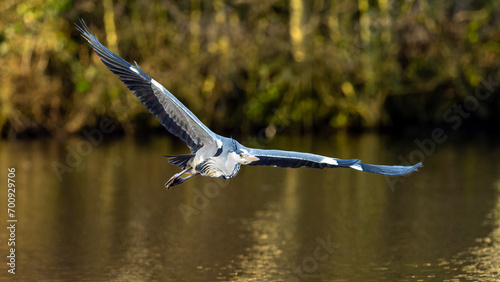 Grey heron in flight