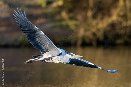 Grey heron in flight