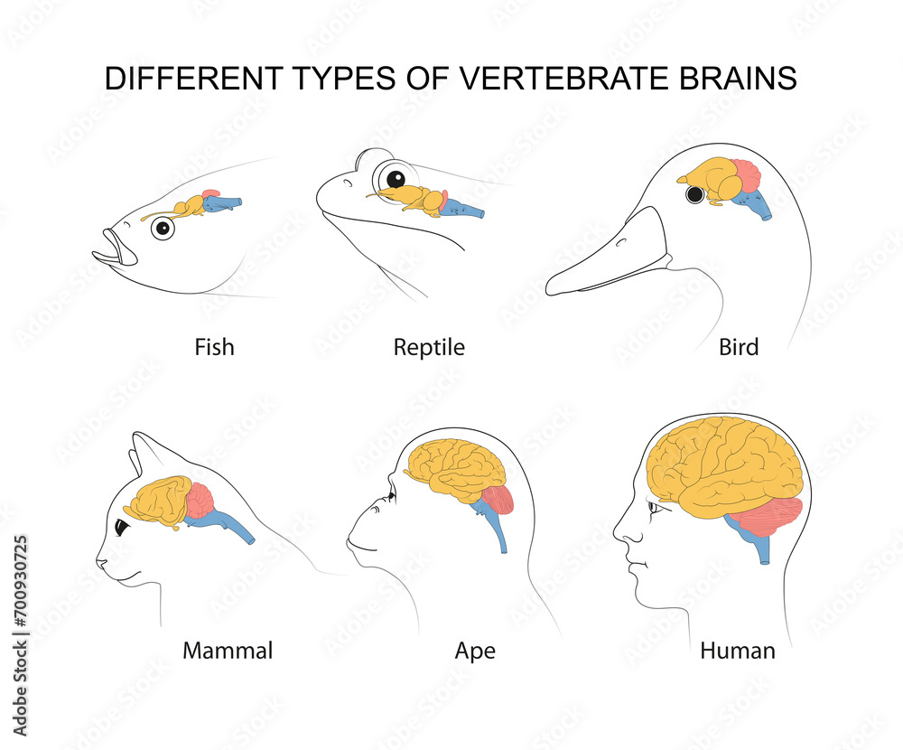 Vertebrate Brains: evolution, structures and functions