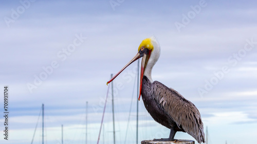 A Brown Pelican posing on a pier