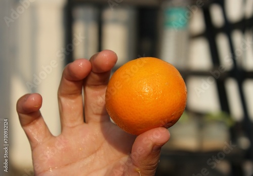 A  close-up of the Malta (orange) fruit in hand, a geographically identified and celebrated citrus variety native to Uttarakhand.