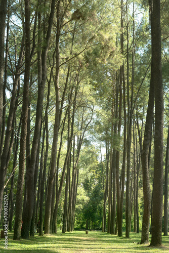 A large plot of pine trees is planted in the garden.