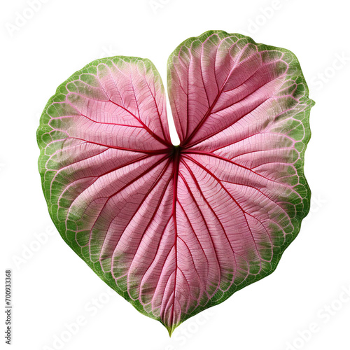 Close up of Caladium Leaves isolated on transparent background