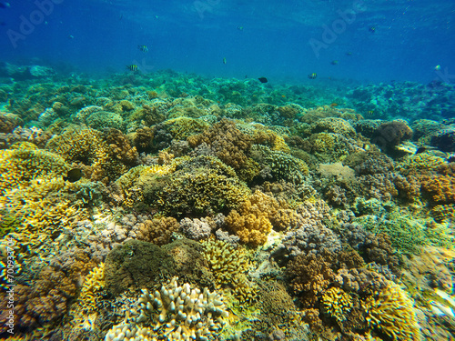 The coral reef near Gili Meno, Indonesia