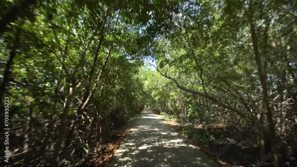 Concrete road along the mangrove forest Concrete road along the mangrove forest