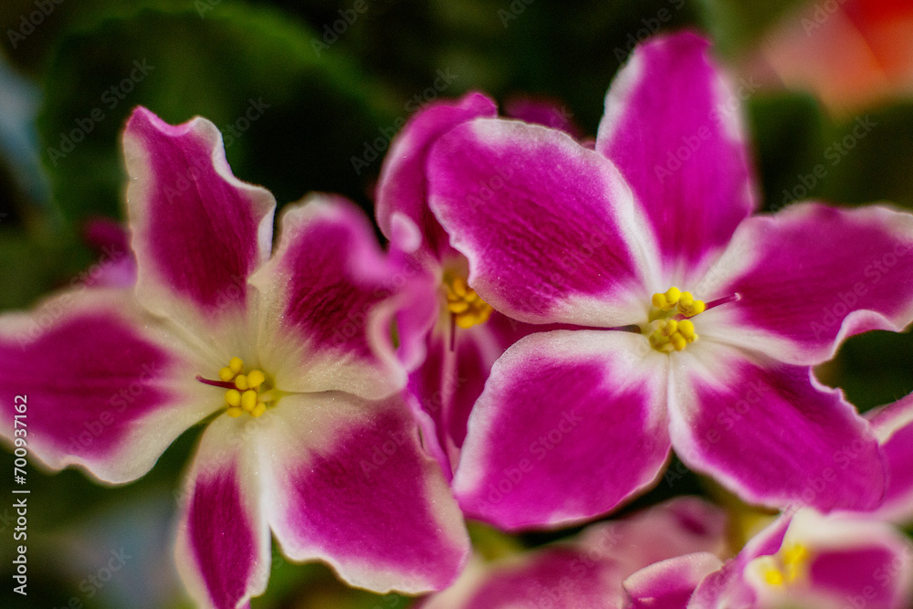 Beautiful violets bloom, violets bloom, flowers as a gift Beautiful violets bloom, violets bloom, flowers as a gift