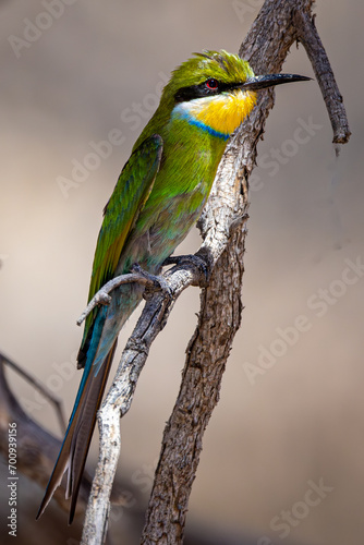 Swallow-tailed Bee-eater in flight (Swaelstertbyvreter) (Merops hirundineus) near Auchterlonie in the Kgalagadi Transfrontier Park, Kalahari photo