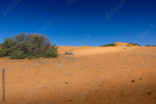 Arid Kalahari Landscape with dunes and clouds, near Gharagab in the Kgalagadi Transfrontier Park photo