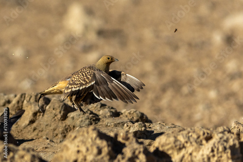 Namaqua sandgrouse (Kelkiewyn) (Pterocles namaqua) in flight at Kij Kij in the Kgalagadi Transfrontier Park in the Kalahari photo