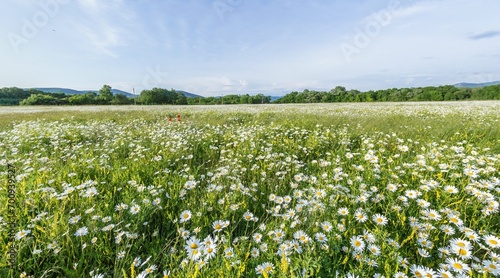 Chamomile field panorama. White daisy flowers in large field of lush green grass at sunset. Chamomile flowers field. Nature, flowers, spring, biology, fauna concept