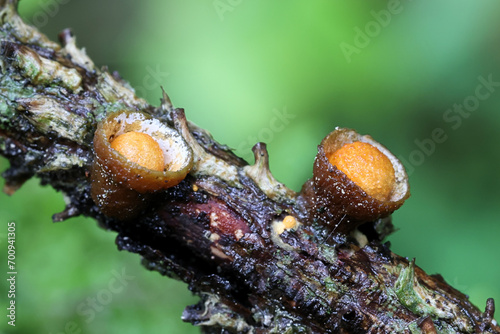 Bird's-nest fungus or bird nest fungus, Crucibulum laeve photo