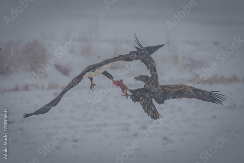 흰꼬리수리들의 먹이싸움
