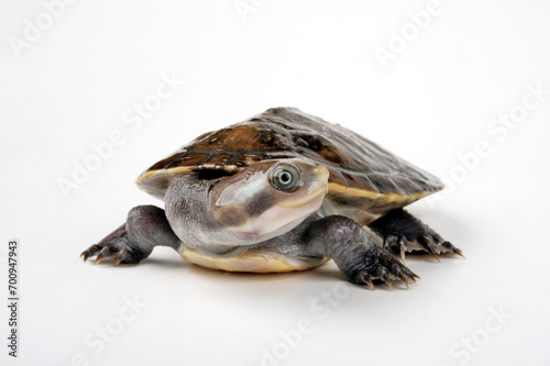 Breitrand-Spitzkopfschildkröte, Krefft´s Spitzkopfschildkröte // Krefft's turtle, Murray River turtle (Emydura macquarii krefftii / Emydura krefftii)