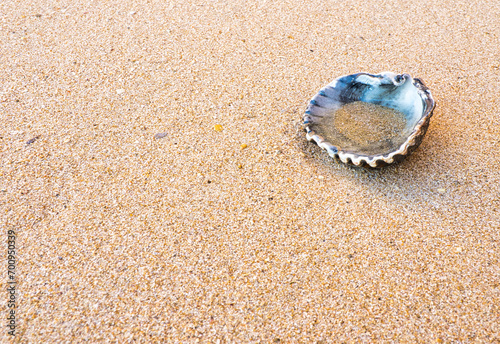 Serenidade Marinha: Concha na Areia da praia.