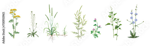 Realistic drawings set of wild field, meadow, steppe (some medicinal) annual and perennial plants, garden weeds - Tansy, Capsella, Agropyron repens, Common ragweed, Red clover, Orache, Chicory.