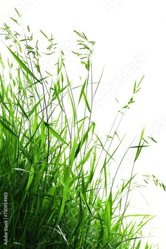 Picture of a bunch of tall green grass with a white sky in the background. Suitable for nature and landscape themes