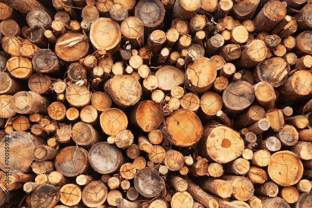 Harvested wooden logs for transportation. Harvested wooden logs for transportation.