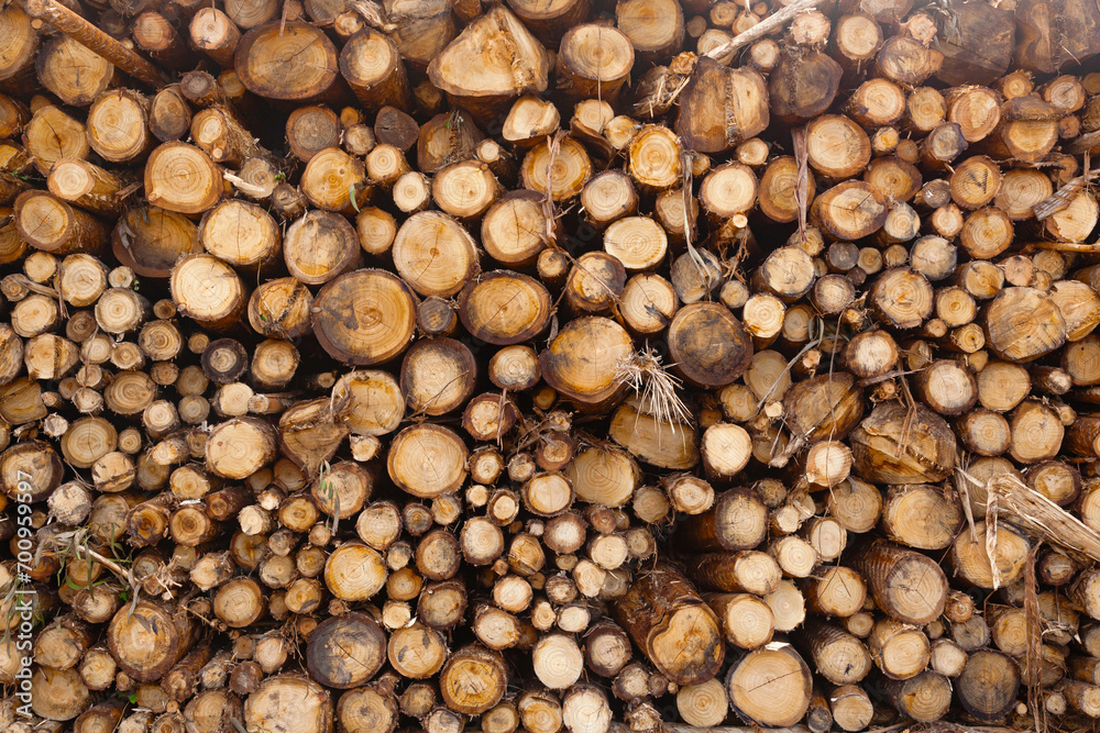 Harvested wooden logs for transportation. Harvested wooden logs for transportation.