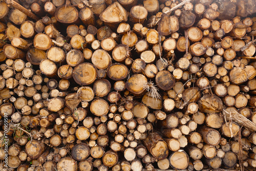 Harvested wooden logs for transportation.