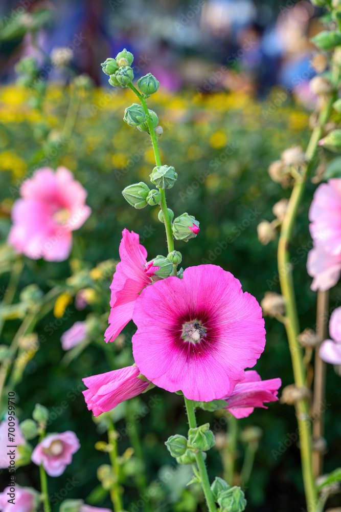 Fototapeta premium Hollyhock (Alcea rosea) flowers blossom in the Garden