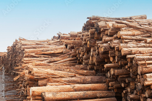 Harvested wooden logs for transportation.