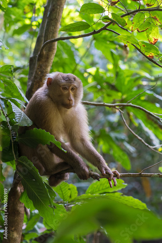 Vertical view of northern pig-tailed macaque or macaca leonina sitting on tree branch in Lawachara forest national park, Bangladesh
