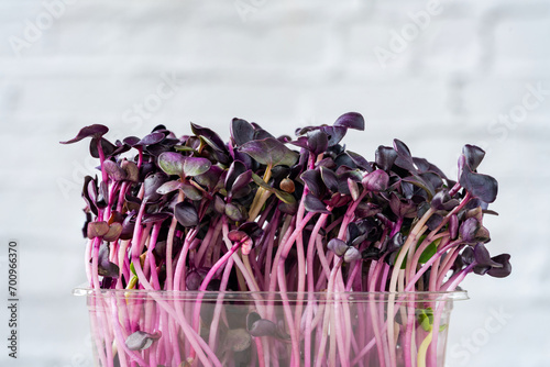 Microgreens in pot - Purble radish - healthy superfood photo